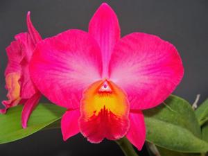 Cattleya Circle of Life