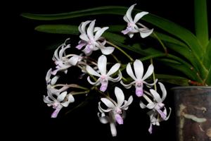 Vandachostylis Dainty