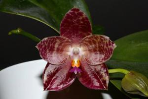 Phalaenopsis Ohl Flame