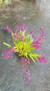 Aliceara Tahitian Dancer