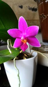 Phalaenopsis Vio Vio