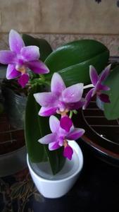 Phalaenopsis Vio Vio