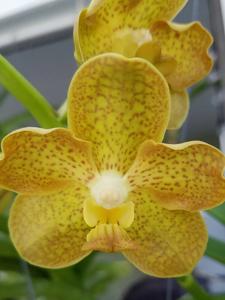 Vanda Xena