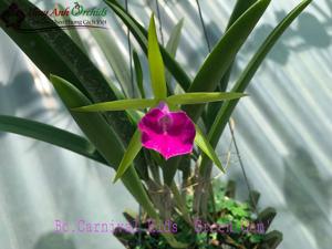 Brassocattleya Gulfshore's Beauty