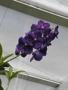 Vanda Royal Blue