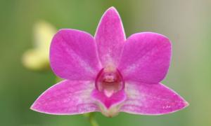 Dendrobium Red Ballerina