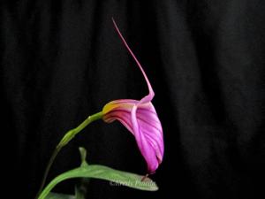 Masdevallia Charisma