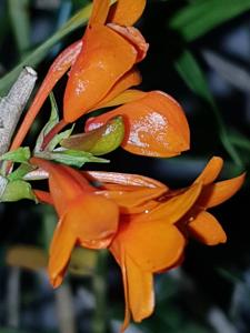 Dendrobium Gowan's Tangello