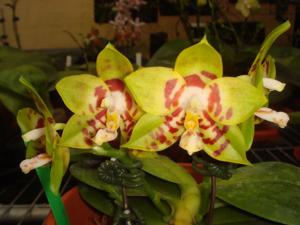 Phalaenopsis Yaphon Sir