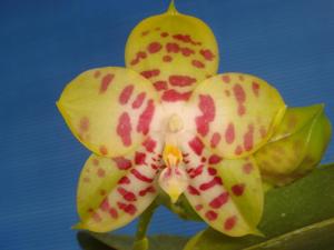 Phalaenopsis Yaphon Sir