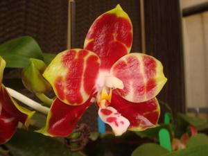 Phalaenopsis Yaphon Sir