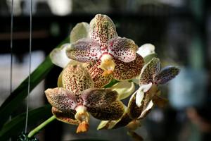 Vanda Madame Rattana