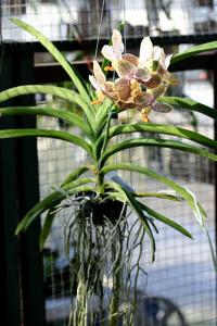 Vanda Madame Rattana