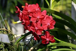 Vanda Albert Roguenant