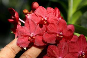 Vanda Albert Roguenant