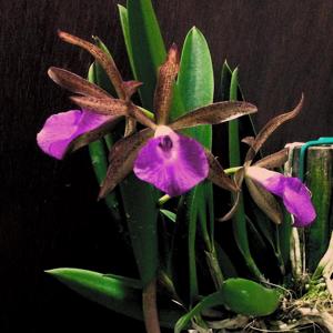 Brassocattleya Hippodamia