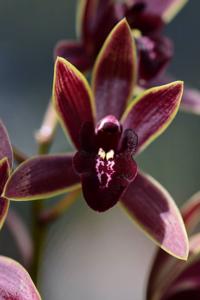 Cymbidium Joseph Schmidt