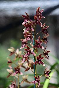 Cymbidium Joseph Schmidt