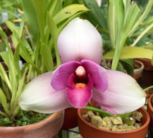 Lycaste Sunray