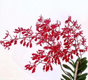 Renanthera Paloma Picasso