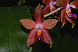 Phalaenopsis Princess Kaiulani