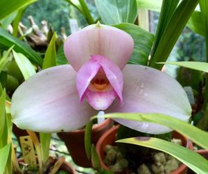 Lycaste Memoria Momomi Motohara