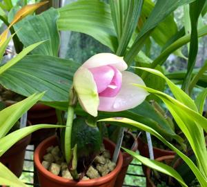 Lycaste Memoria Momomi Motohara