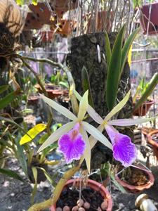 Brassocattleya Nok Noi