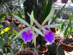 Brassocattleya Nok Noi