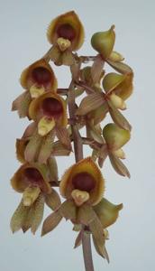 <i>Catasetum</i> canaense