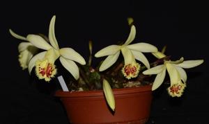 Pleione confusa