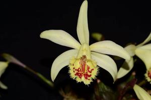 Pleione confusa