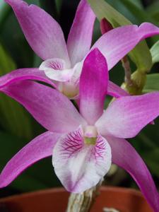 Dendrobium Rainbow Dance