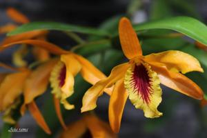 Dendrobium Chanthaboon Sunrise