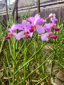 Papilionanda John Clubb