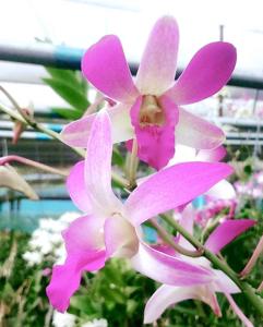 Dendrobium Indonesia