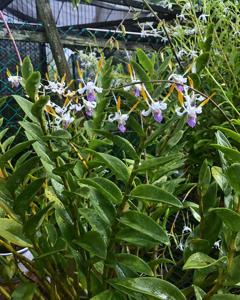 Dendrobium Luwin Park