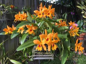 Cattlianthe Gold Digger