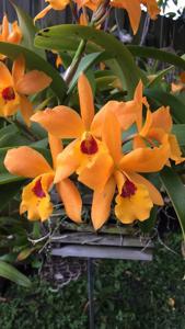 Cattlianthe Gold Digger