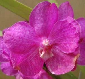 Vanda Princess Mikasa