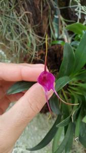 Masdevallia Pixie Shadow