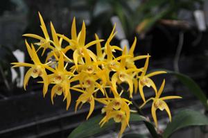 Dendrobium Yondi Tina