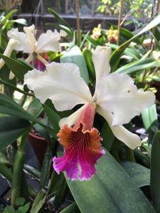 Cattleya Triumphans