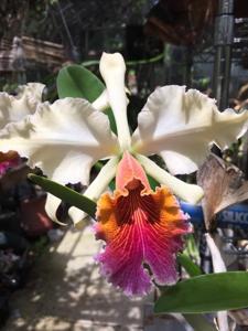 Cattleya Triumphans