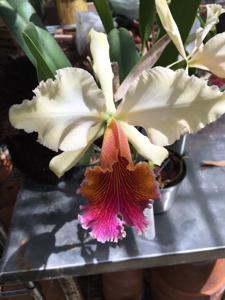 Cattleya Triumphans