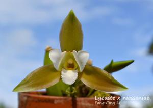 Lycaste niesseniae