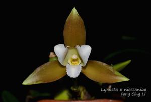 Lycaste niesseniae