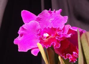 Rhyncholaeliocattleya Haruko Kanzaki