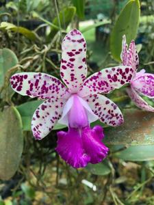 Cattleya Calummata