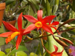 Cattlianthe Blazing Treat